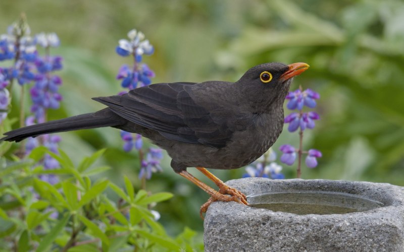 Дрозд-рябинник (turdus pilaris)