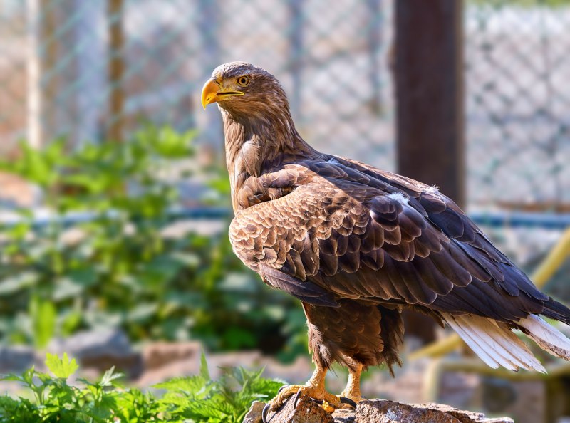 Орлан-белохвост (Haliaeetus albicilla (l.)