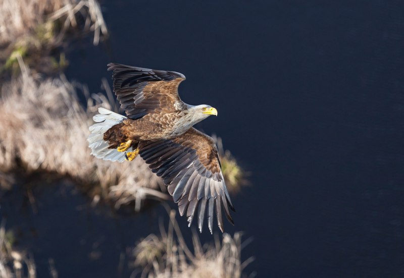 Орлан-белохвост (Haliaeetus albicilla (l.)