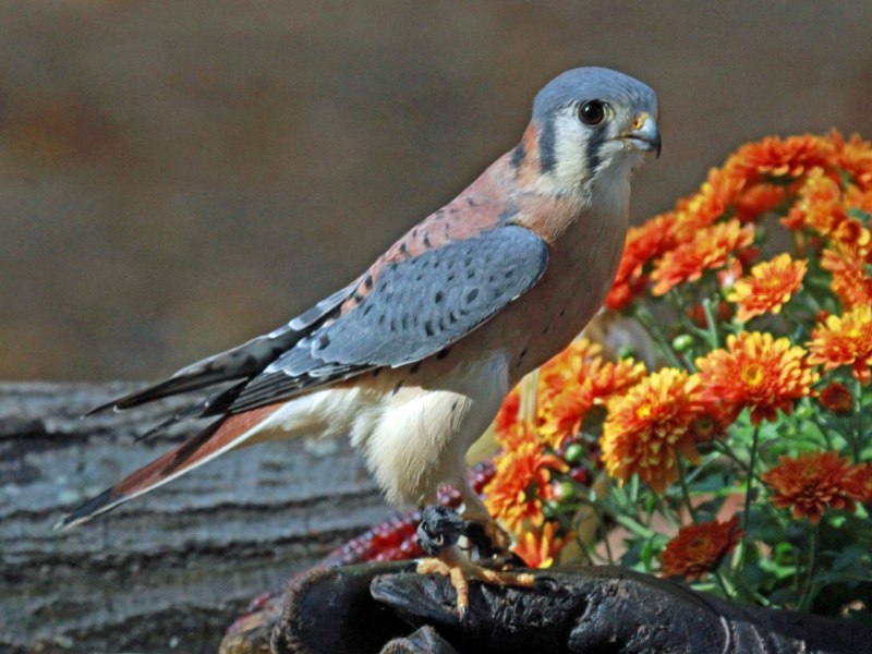 Горная трясогузка (Motacilla cinerea)