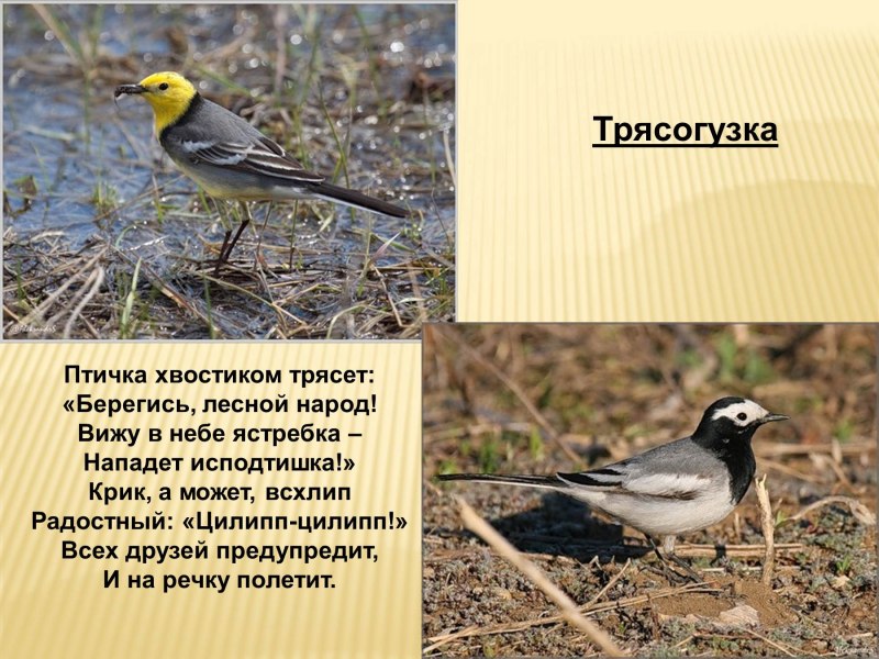 Ланнер Сокол