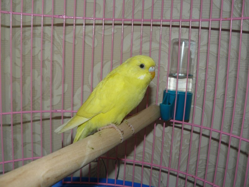 Корелла лютино