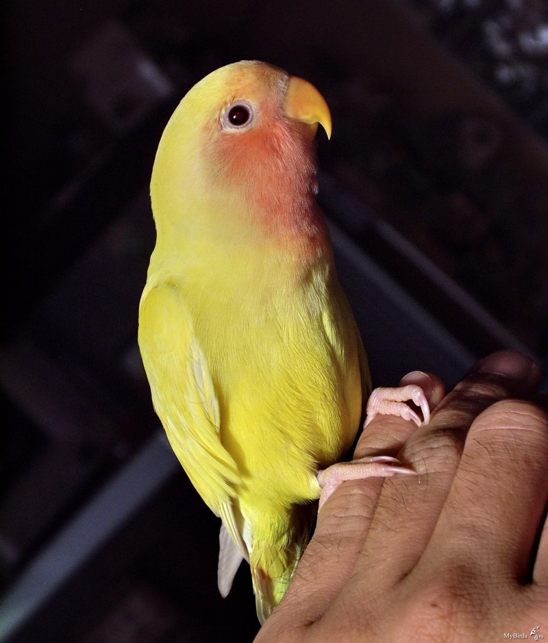 Корелла лютино
