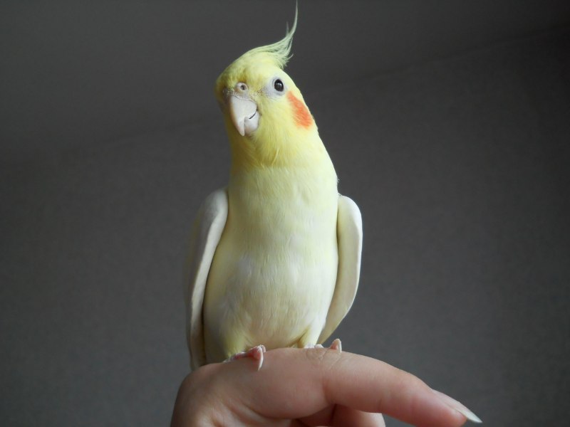 Корелла жемчужный лютино