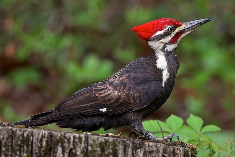 Зеленый дятел -Picus viridis Linnaeus (1758)