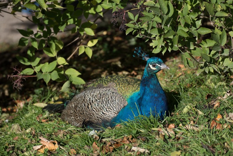 Чарона Peacock Blue