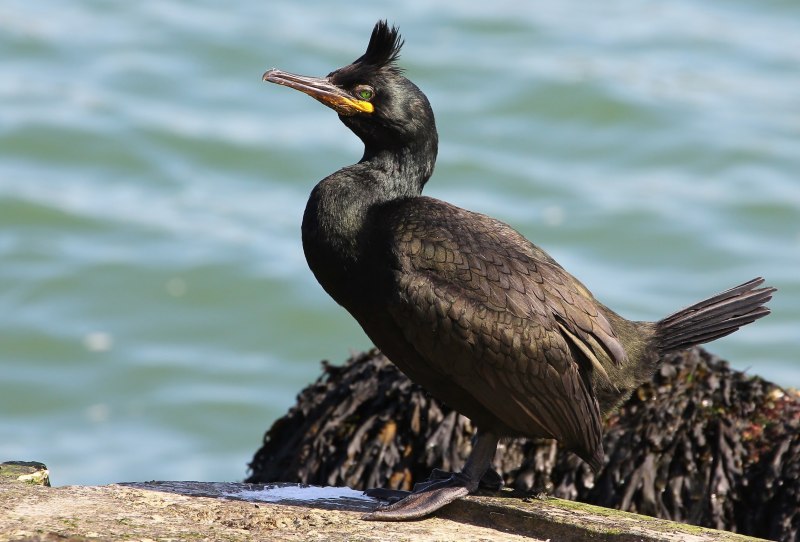 Хохлатый Баклан Phalacrocorax Aristotelis