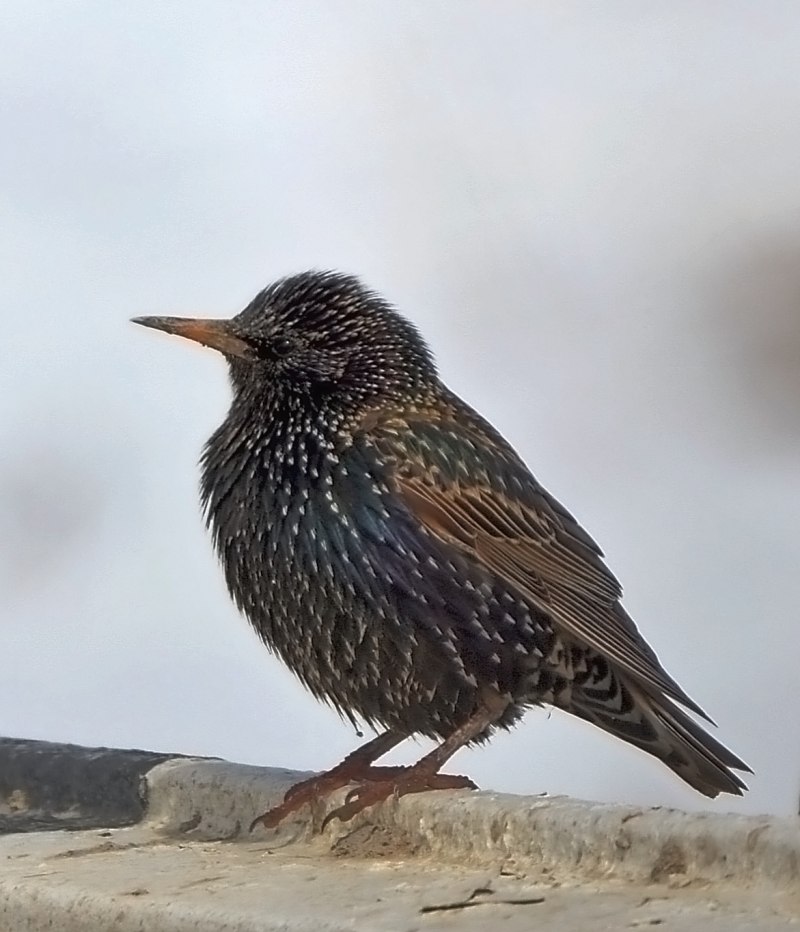 Common Starling Sturnus vulgaris