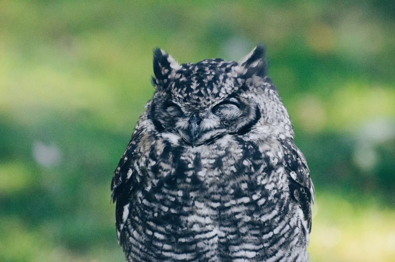 Евразийский Филин (Eurasian Eagle Owl, Bubo Bubo)