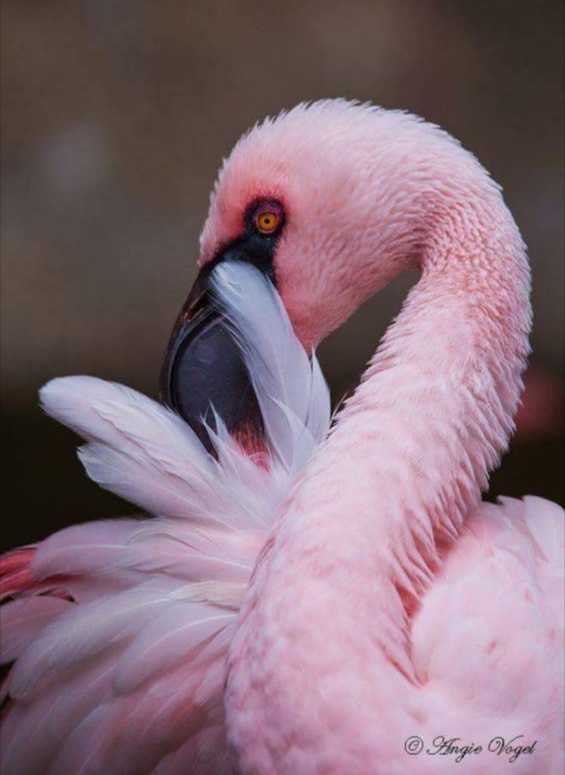 Фламинго птица розовая красивая (42 фото)