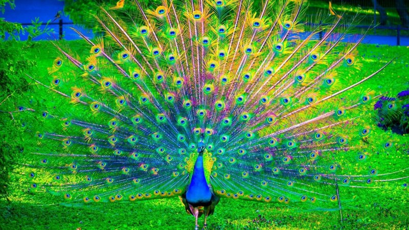 Зелёный Павлин / Pavo muticus