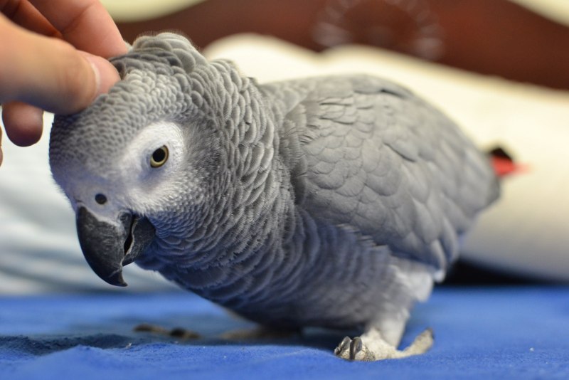 Grey Parrot Psittacus Erithacus