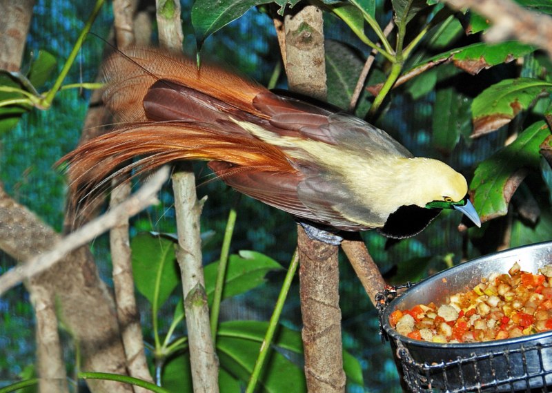 Paradisaea Rudolphi