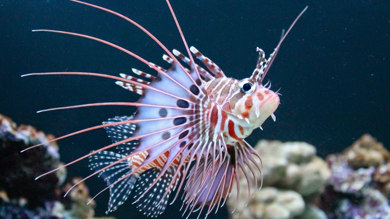 Paradisaea Rudolphi