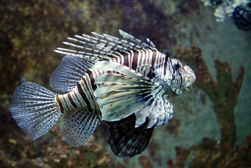 Крылатка красное море