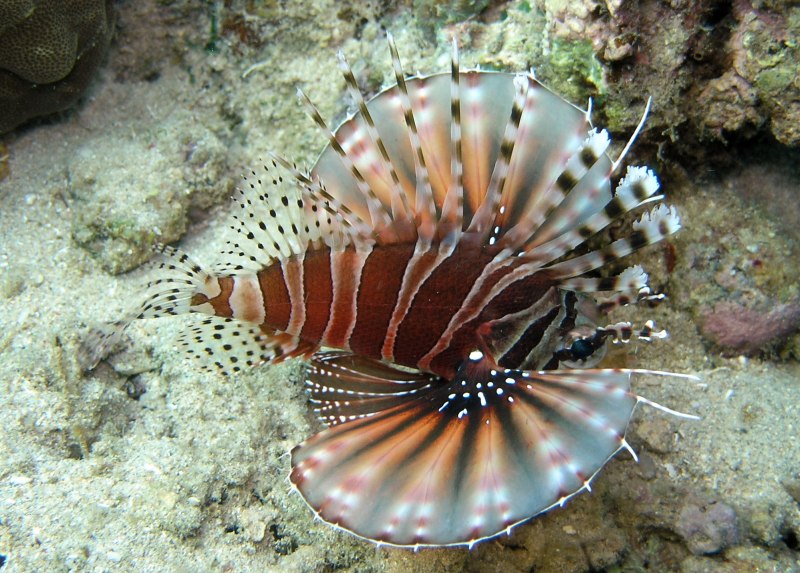 Pterois russelii