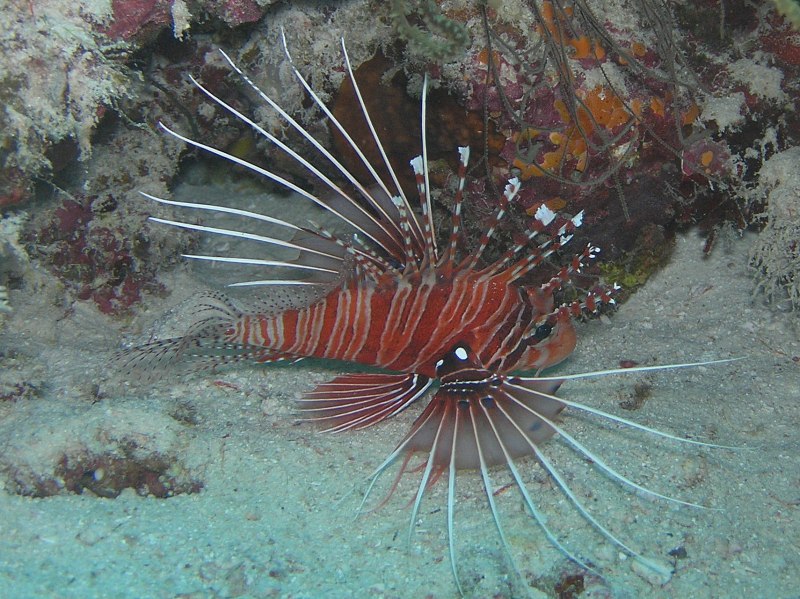 Is Lionfish Bad?