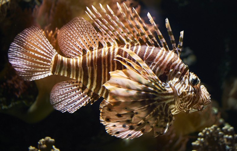 Род brachypterois описание