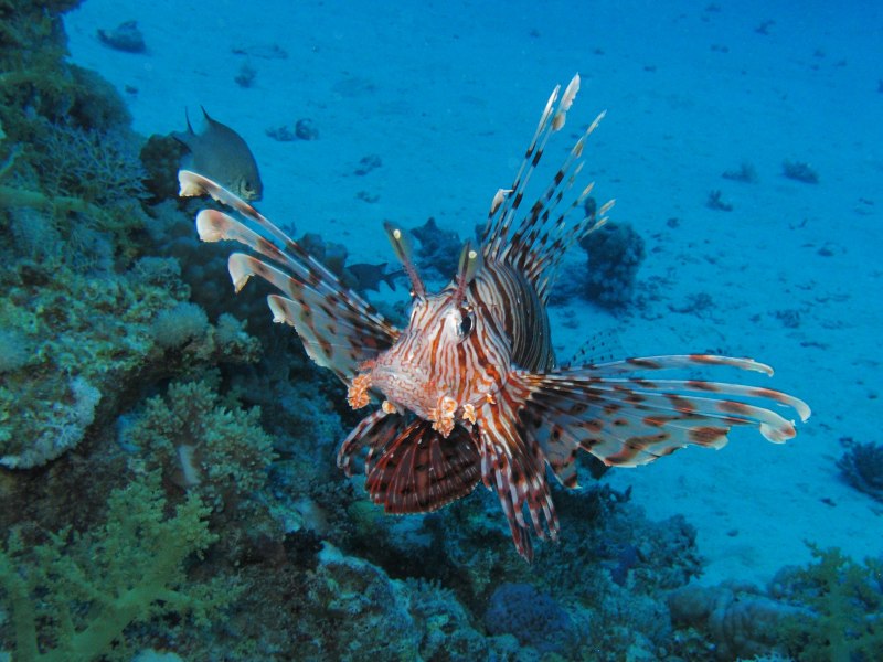 Красное море рыбы Золотая