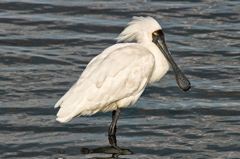 Малая колпица Platalea Minor