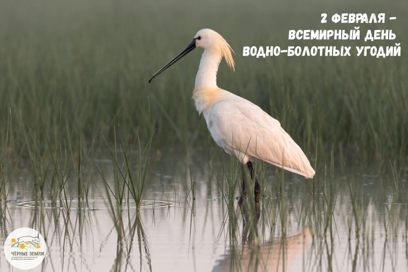 Обыкновенная колпица