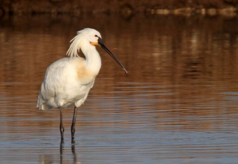 Platalea leucorodia