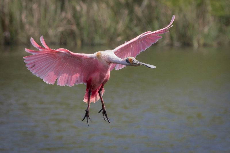Колпица (Platalea leucorodia)