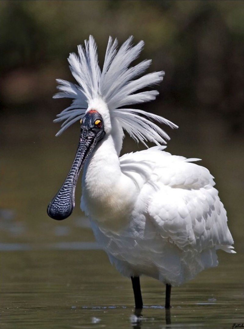 Колпица обыкновенная (Platalea leucorodia)