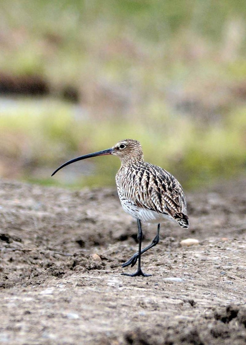 Кроншнеп средний – Numenius phaeopus