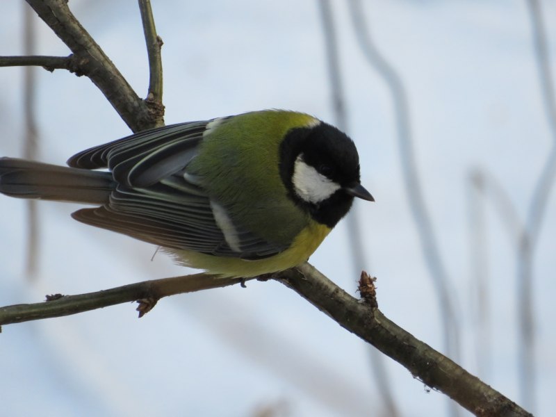Лазоревка (cyanistes caeruleus)