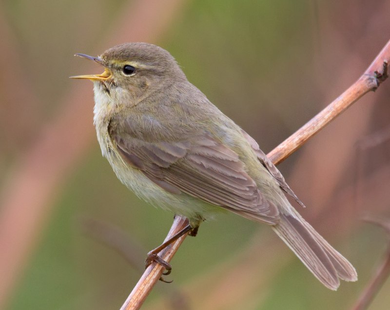 Phylloscopus tenellipes