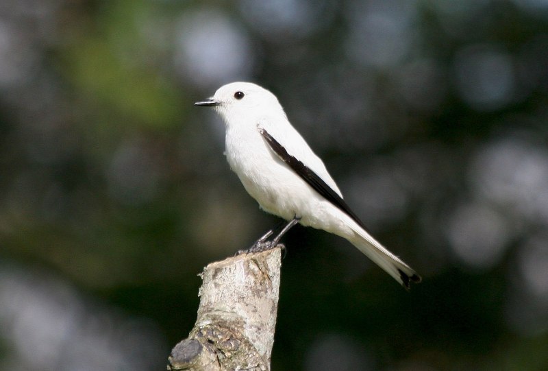 Tufted Titmouse