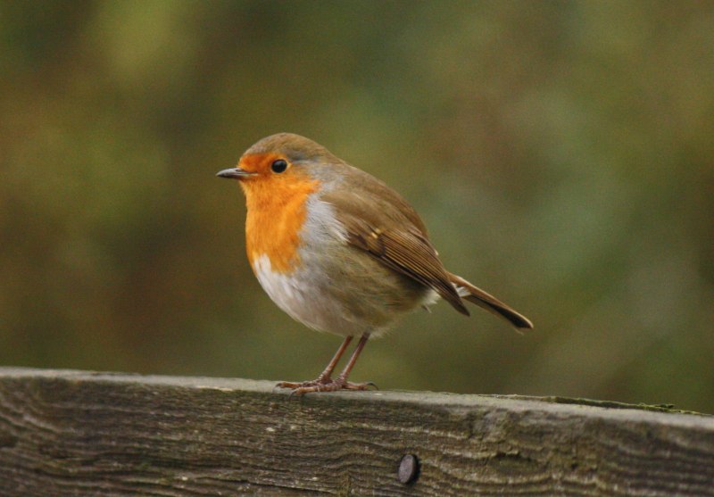 Robin Redbreast птица