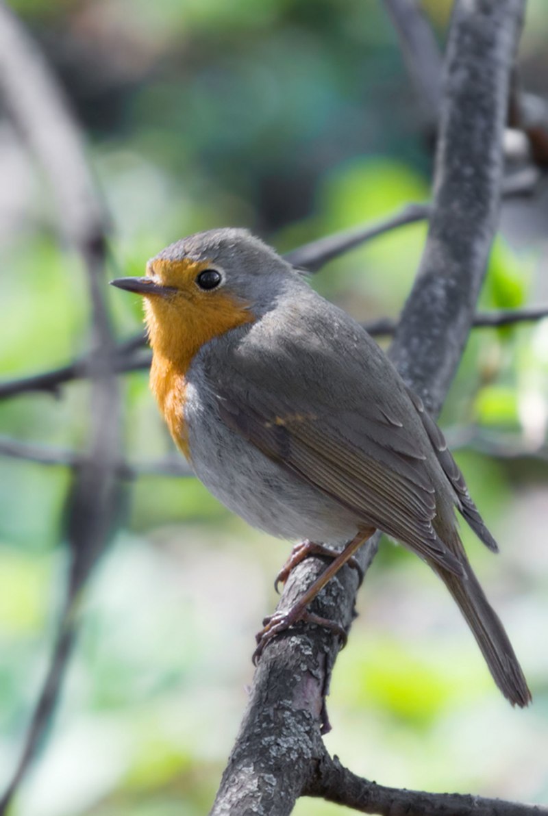 Robin Redbreast