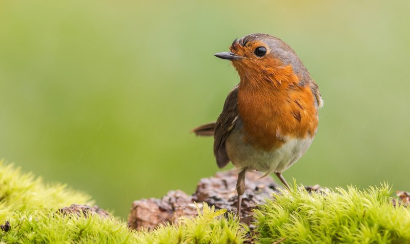 Robin Redbreast птица
