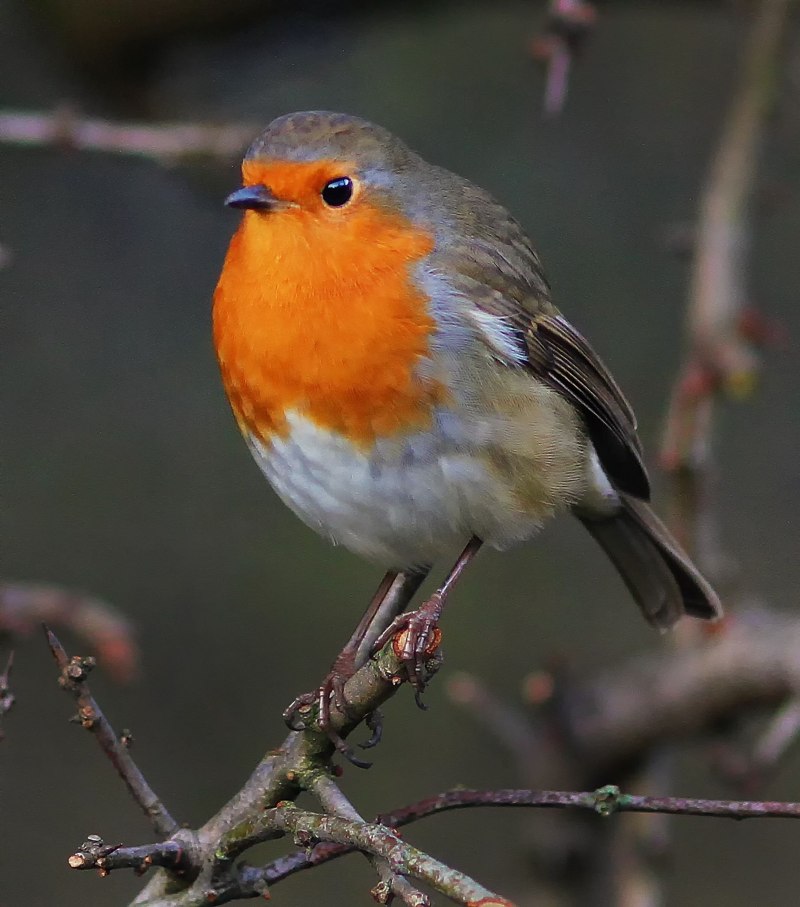 Robin Redbreast