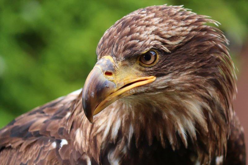 Falco concolor