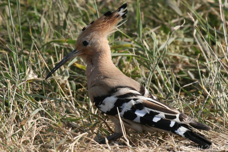 Удод - Upupa Epops (Linnaeus, 1758)