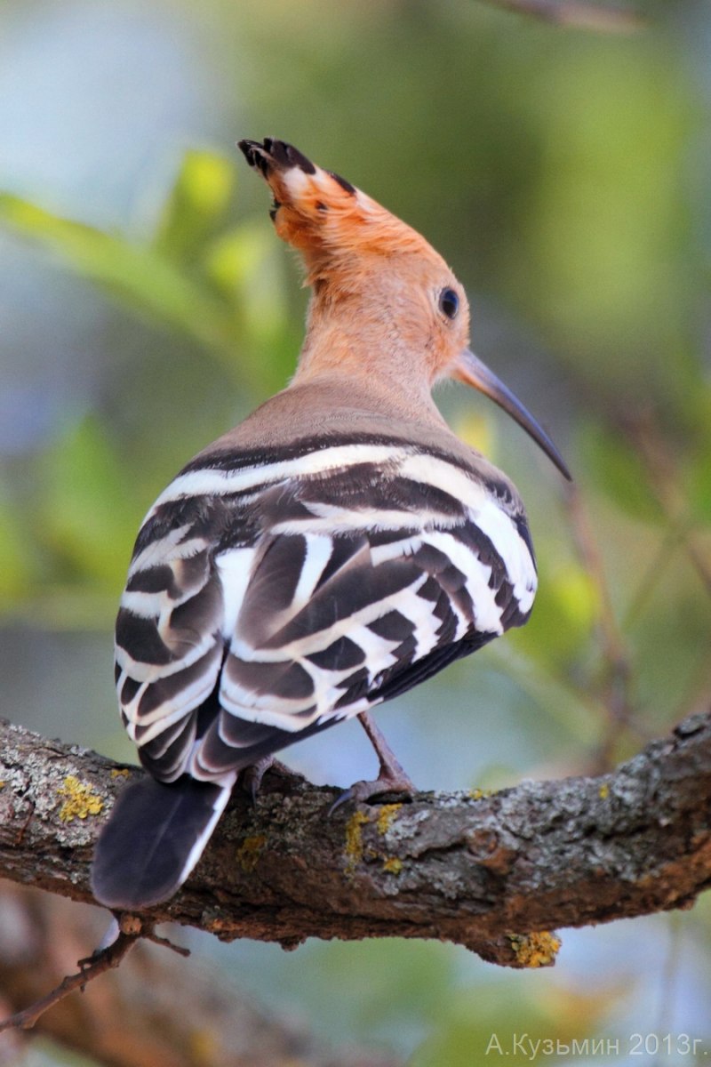 Удод - Upupa Epops (Linnaeus, 1758)