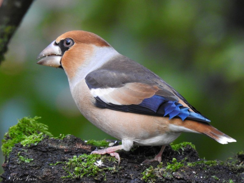 Дубонос обыкновенный (coccothraustes coccothraustes)