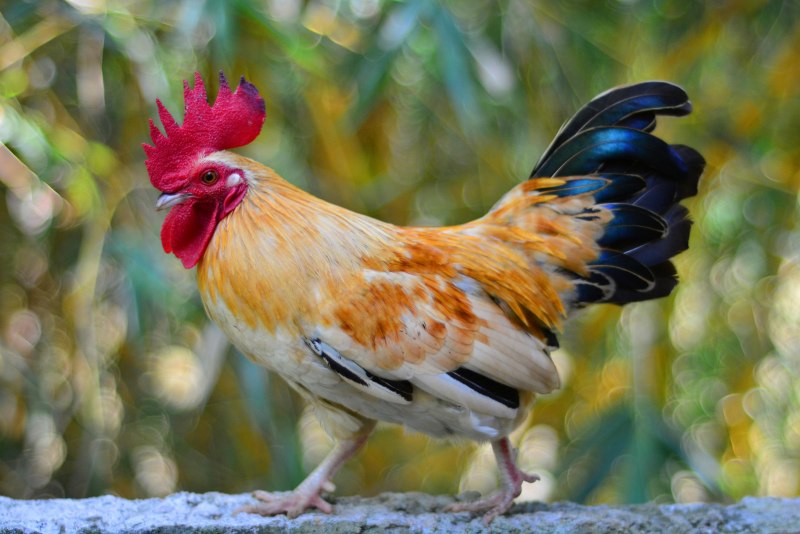 Малазийская Серама