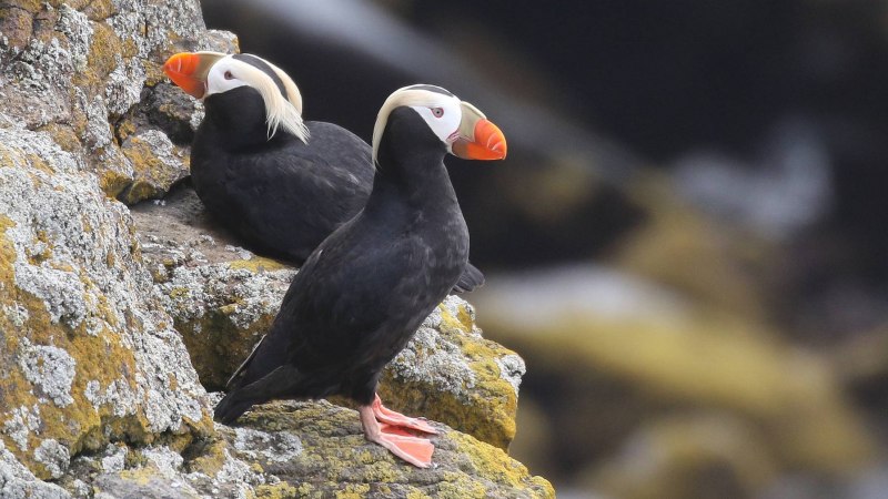 Cassin's Auklet
