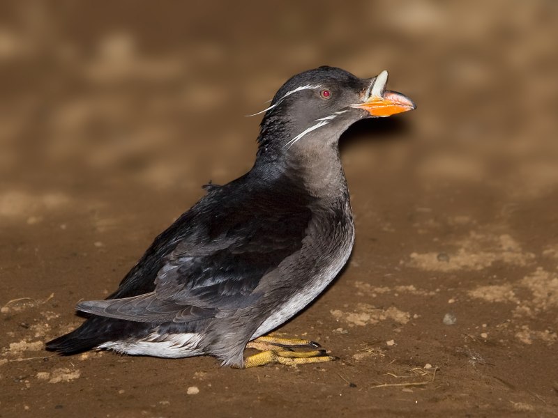 Synthliboramphus antiquus