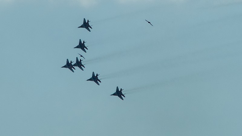 Стая ласточек