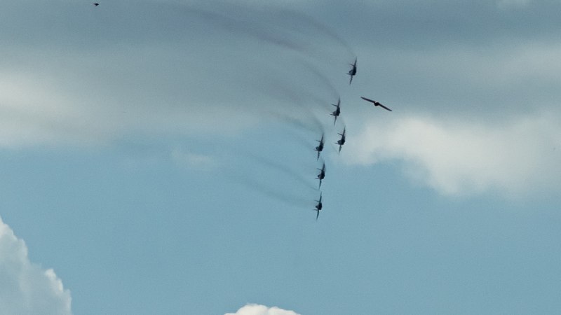 Стрижи в небе над городом птицы