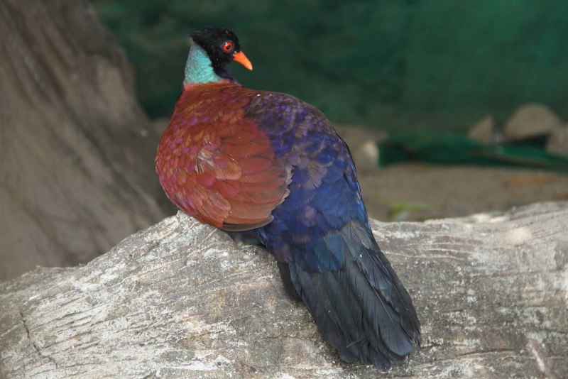 Otidiphaps Nobilis