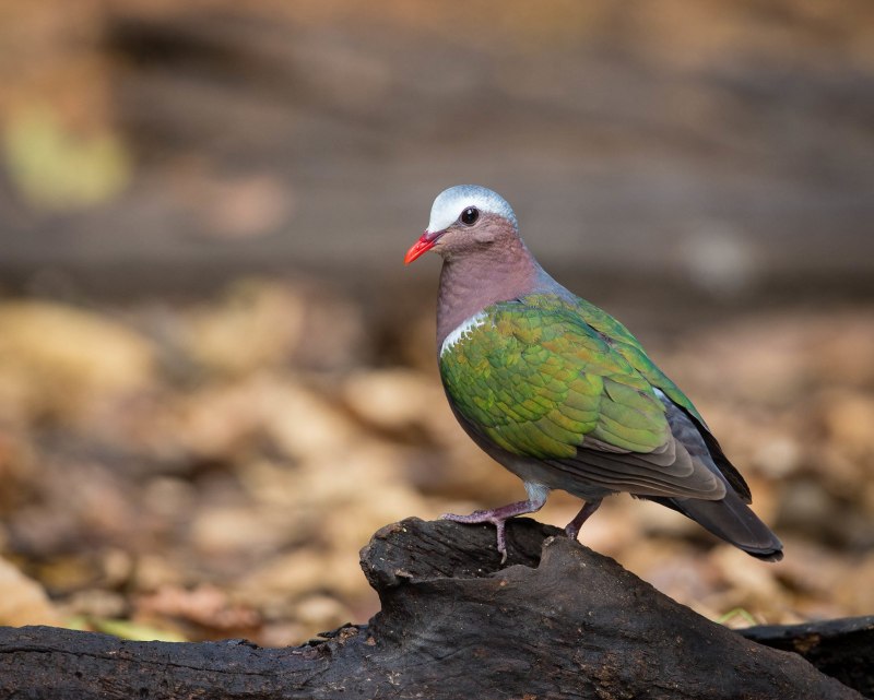 Common Emerald dove