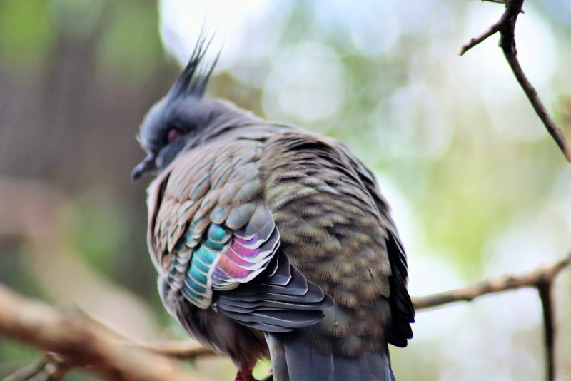 Crested Pigeon
