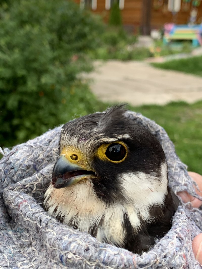 Коршун Сибирский