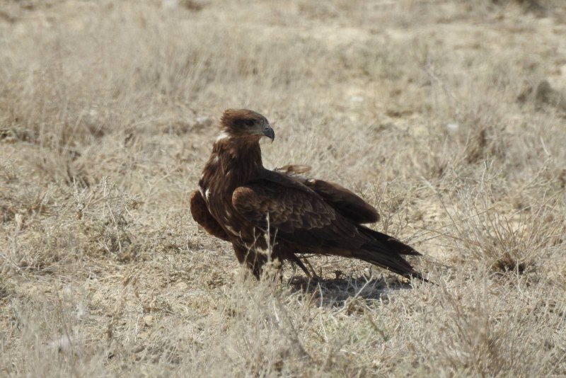Вид: черный Коршун ― Milvus Migrans гнездо